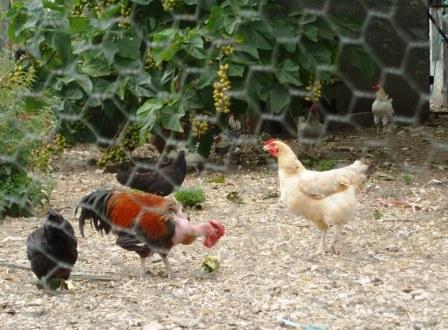 Poules_Orlut-2x2.jpg, oct. 2025
