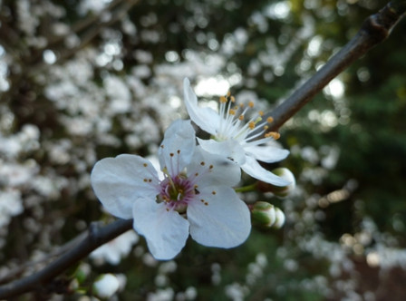 Eglantine
