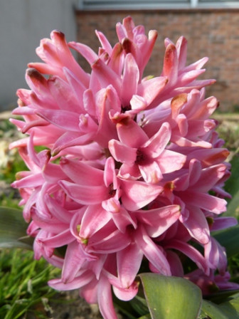 jacinthe-école