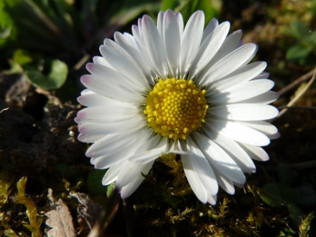 paquerette