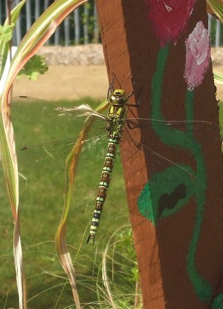 2014-08-28_Jardin-d-expression-jeudi_056X3.jpg, août 2014 2014-08-28_Jardin-d-expression-jeudi_056X3.jpg