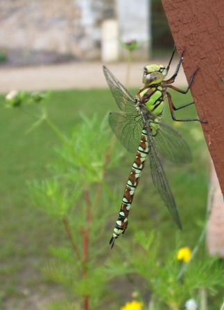 2014-08-28_Jardin-d-expression-jeudi_072X1.jpg, août 2014 2014-08-28_Jardin-d-expression-jeudi_072X1.jpg